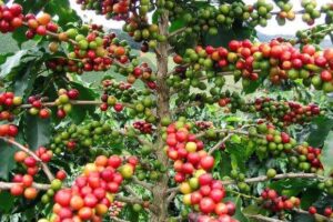 coffee