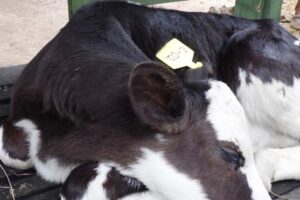 National Agriculture Advisory Services