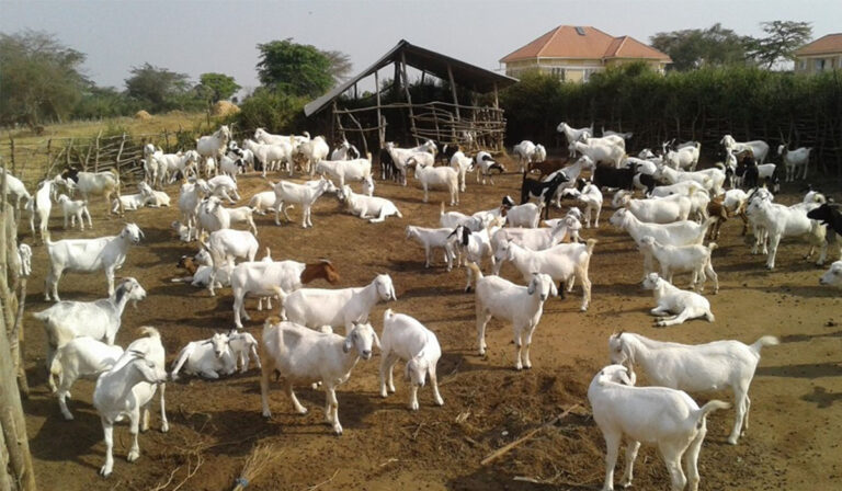NAADS goats 1 768x448