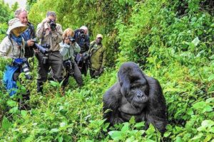 Gorilla-Trek-1