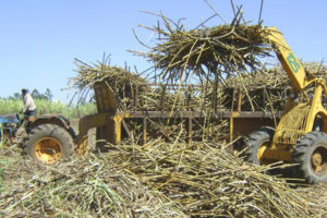 sugarcane-farming