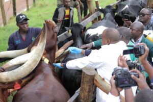 MAAIF Minister Hon. Frank Tumwebaze vaccinates the cattle with Naro-anti tick vaccine