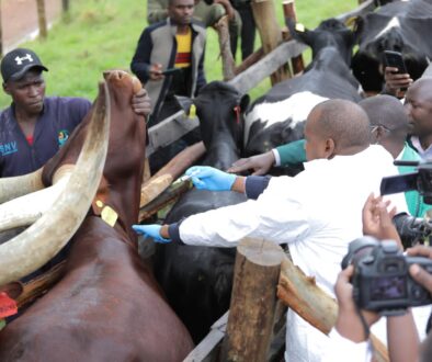MAAIF Minister Hon. Frank Tumwebaze vaccinates the cattle with Naro-anti tick vaccine