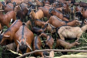 Kasolwe brown goats breeded by NAGRC&DB