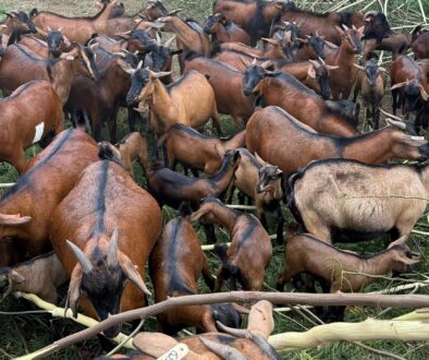 Kasolwe brown goats breeded by NAGRC&DB Kasolwe brown goats breeded by NAGRC&DB