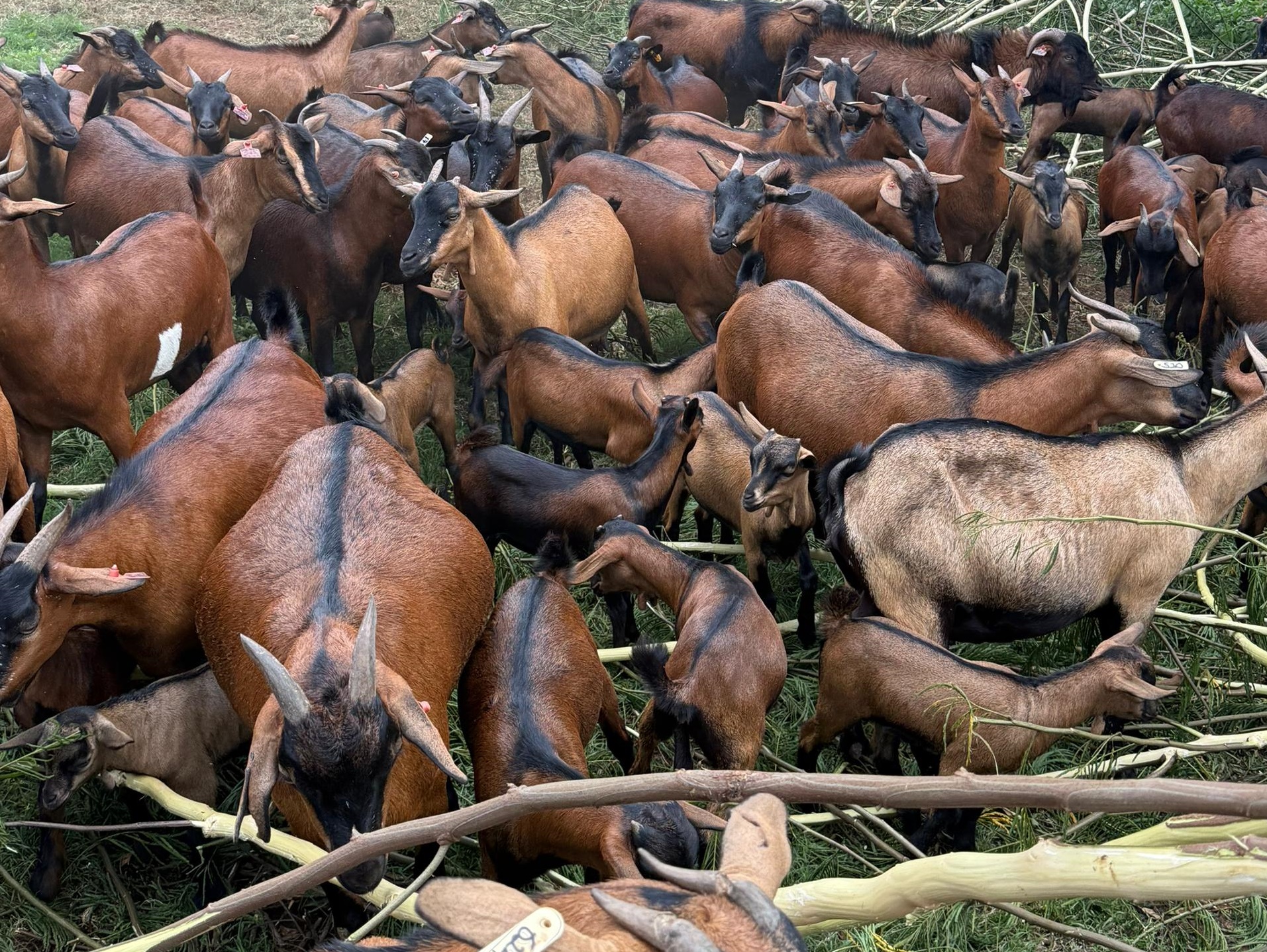 Kasolwe brown goats breeded by NAGRC&DB Kasolwe brown goats breeded by NAGRC&DB