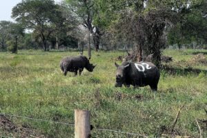 Rhinos back in Ajai Wildlife Reserve.jpg new