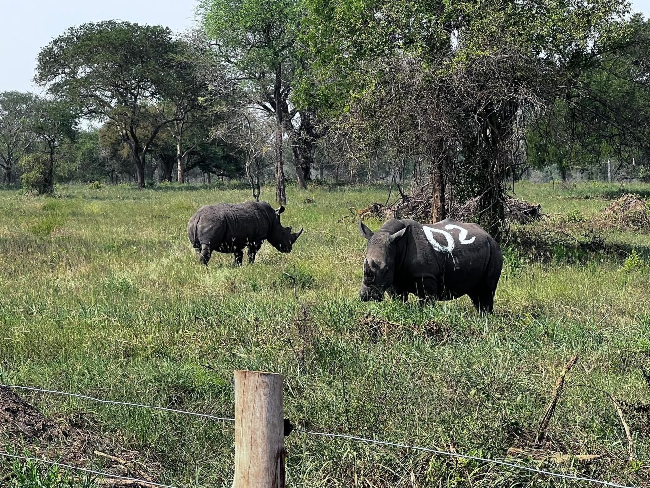 Rhinos back in Ajai Wildlife Reserve.jpg new