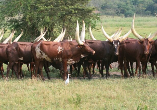 NAGRC & DB Develops High-Milk-Yielding Pure Ankole Dairy Cattle at Nshaara Conservation Ranch